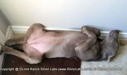 LADY CHARLOTTE - AKC Silver Lab Female @ Dlime Ranch Silver Lab Puppies  16 