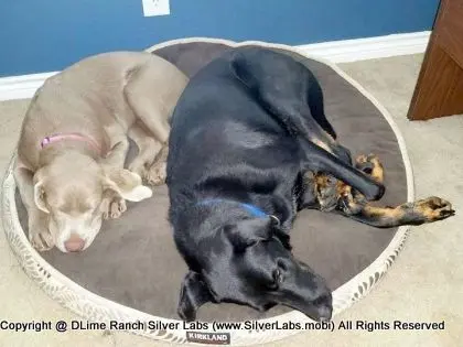 LADY CHARLOTTE - AKC Silver Lab Female @ Dlime Ranch Silver Lab Puppies  18 