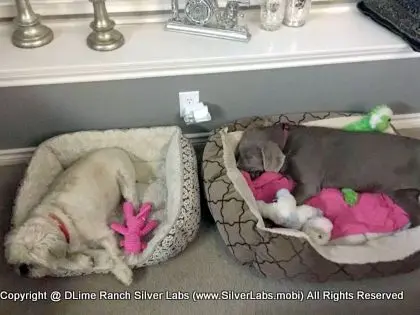LADY CHARLOTTE - AKC Silver Lab Female @ Dlime Ranch Silver Lab Puppies  19 