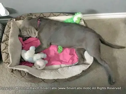 LADY CHARLOTTE - AKC Silver Lab Female @ Dlime Ranch Silver Lab Puppies  20 