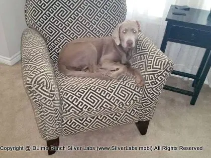 LADY CHARLOTTE - AKC Silver Lab Female @ Dlime Ranch Silver Lab Puppies  21 