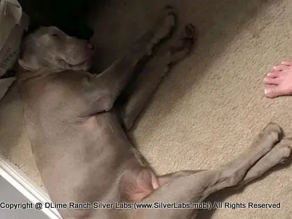 LADY CHARLOTTE - AKC Silver Lab Female @ Dlime Ranch Silver Lab Puppies  22 
