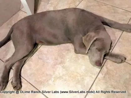 LADY CHARLOTTE - AKC Silver Lab Female @ Dlime Ranch Silver Lab Puppies  24 