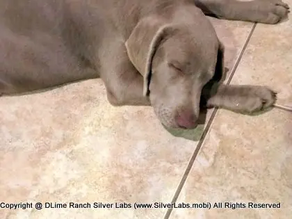 LADY CHARLOTTE - AKC Silver Lab Female @ Dlime Ranch Silver Lab Puppies  25 