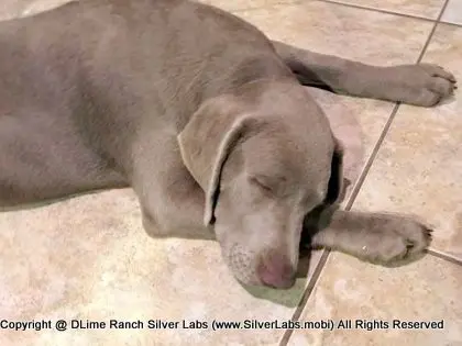 LADY CHARLOTTE - AKC Silver Lab Female @ Dlime Ranch Silver Lab Puppies  26 