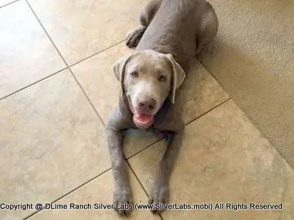 LADY CHARLOTTE - AKC Silver Lab Female @ Dlime Ranch Silver Lab Puppies  27 