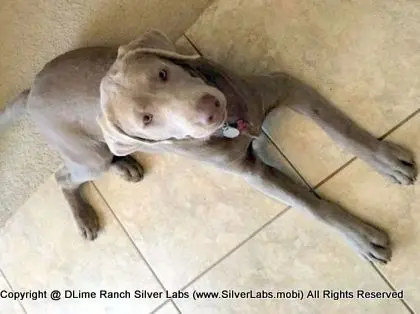 LADY CHARLOTTE - AKC Silver Lab Female @ Dlime Ranch Silver Lab Puppies  28 