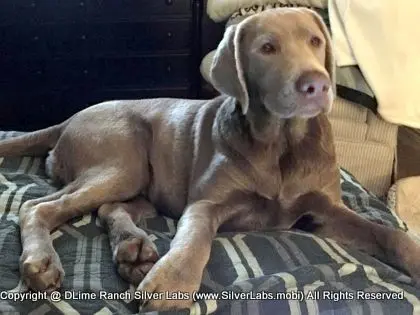 LADY CHARLOTTE - AKC Silver Lab Female @ Dlime Ranch Silver Lab Puppies  29 