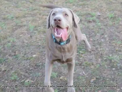 LADY CHARLOTTE - AKC Silver Lab Female @ Dlime Ranch Silver Lab Puppies  30 