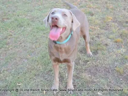 LADY CHARLOTTE - AKC Silver Lab Female @ Dlime Ranch Silver Lab Puppies  31 