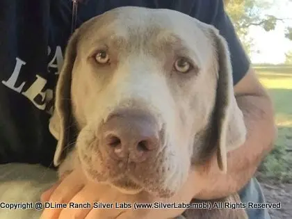 LADY CHARLOTTE - AKC Silver Lab Female @ Dlime Ranch Silver Lab Puppies  33 