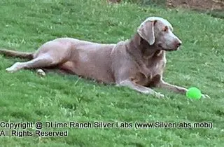 LADY CHARLOTTE - AKC Silver Lab Female @ Dlime Ranch Silver Lab Puppies  34 