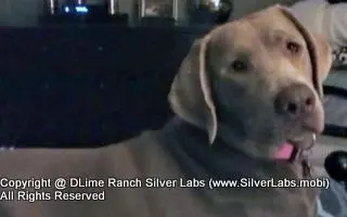 LADY CHARLOTTE - AKC Silver Lab Female @ Dlime Ranch Silver Lab Puppies  40 