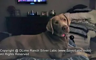 LADY CHARLOTTE - AKC Silver Lab Female @ Dlime Ranch Silver Lab Puppies  41 