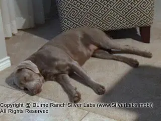 LADY CHARLOTTE - AKC Silver Lab Female @ Dlime Ranch Silver Lab Puppies  45 