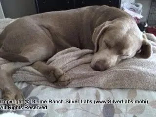 LADY CHARLOTTE - AKC Silver Lab Female @ Dlime Ranch Silver Lab Puppies  46 