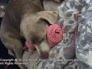 LADY CHARLOTTE - AKC Silver Lab Female @ Dlime Ranch Silver Lab Puppies  47 