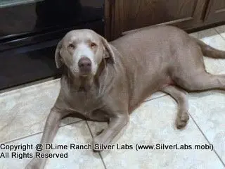 LADY CHARLOTTE - AKC Silver Lab Female @ Dlime Ranch Silver Lab Puppies  48 