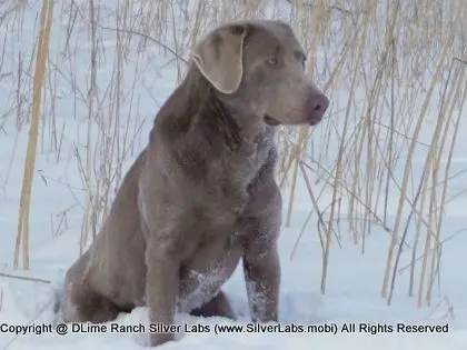 Mr. GRAYSON - AKC Silver Lab @ DLime Ranch Silver Lab Puppies   1 