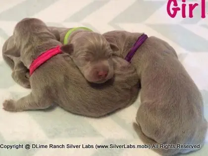 LADY IZZY - AKC Silver Lab Female @ Dlime Ranch Silver Lab Puppies  1 