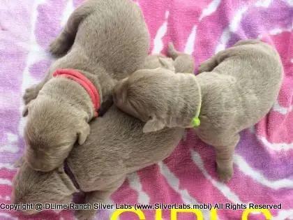 LADY IZZY - AKC Silver Lab Female @ Dlime Ranch Silver Lab Puppies  3 