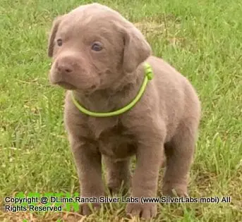 LADY IZZY - AKC Silver Lab Female @ Dlime Ranch Silver Lab Puppies  4 