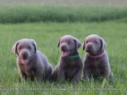 LADY IZZY - AKC Silver Lab Female @ Dlime Ranch Silver Lab Puppies  5 