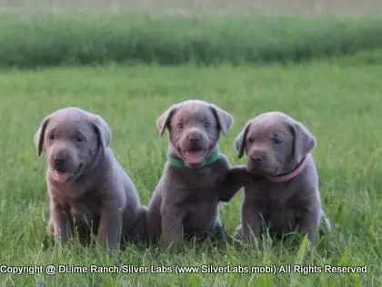 LADY IZZY - AKC Silver Lab Female @ Dlime Ranch Silver Lab Puppies  6 