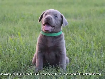 LADY IZZY - AKC Silver Lab Female @ Dlime Ranch Silver Lab Puppies  7 
