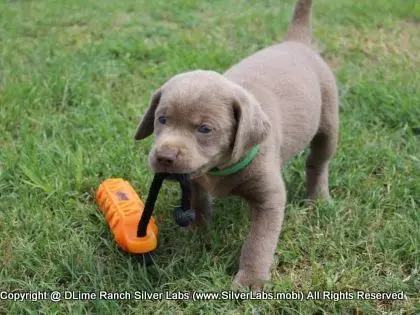 LADY IZZY - AKC Silver Lab Female @ Dlime Ranch Silver Lab Puppies  8 
