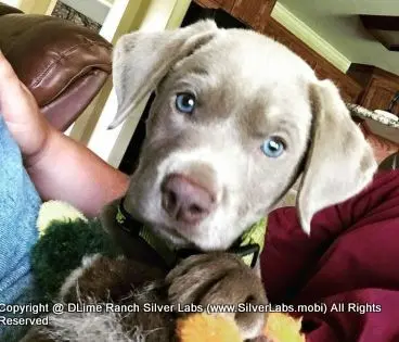 LADY IZZY - AKC Silver Lab Female @ Dlime Ranch Silver Lab Puppies  9 