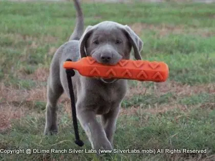 LADY IZZY - AKC Silver Lab Female @ Dlime Ranch Silver Lab Puppies  13 