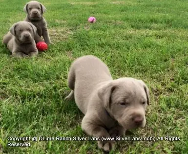 LADY IZZY - AKC Silver Lab Female @ Dlime Ranch Silver Lab Puppies  14 