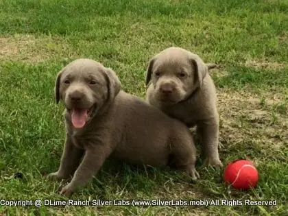 LADY IZZY - AKC Silver Lab Female @ Dlime Ranch Silver Lab Puppies  15 