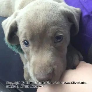 LADY IZZY - AKC Silver Lab Female @ Dlime Ranch Silver Lab Puppies  17 