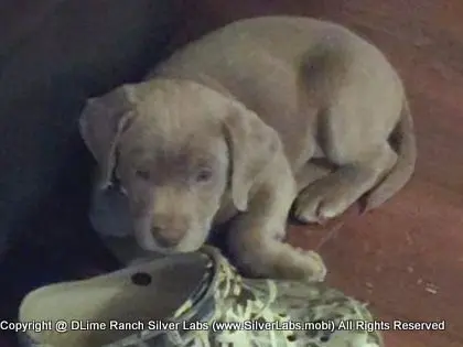 LADY IZZY - AKC Silver Lab Female @ Dlime Ranch Silver Lab Puppies  18 