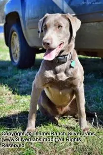 LADY IZZY - AKC Silver Lab Female @ Dlime Ranch Silver Lab Puppies  9 