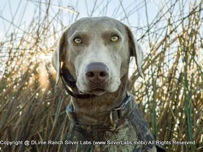 LADY IZZY - AKC Silver Lab Female @ Dlime Ranch Silver Lab Puppies  21 