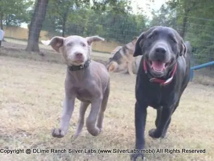 LADY LIBERTY - AKC Silver Lab Female @ Dlime Ranch Silver Lab Puppies  1 