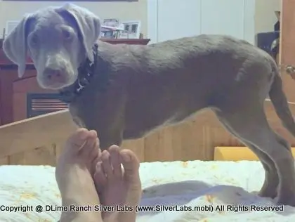 LADY LIBERTY - AKC Silver Lab Female @ Dlime Ranch Silver Lab Puppies  2 