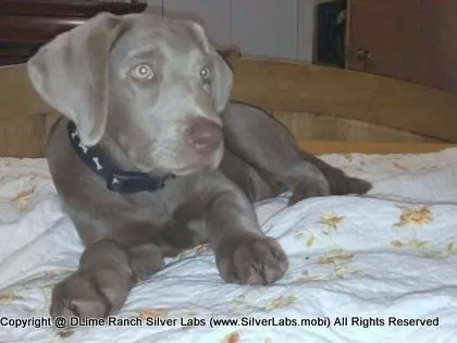 LADY LIBERTY - AKC Silver Lab Female @ Dlime Ranch Silver Lab Puppies  4 