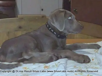 LADY LIBERTY - AKC Silver Lab Female @ Dlime Ranch Silver Lab Puppies  5 