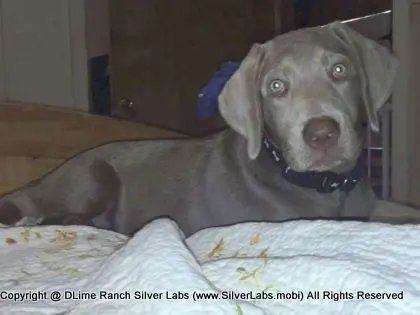 LADY LIBERTY - AKC Silver Lab Female @ Dlime Ranch Silver Lab Puppies  6 