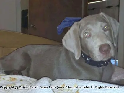LADY LIBERTY - AKC Silver Lab Female @ Dlime Ranch Silver Lab Puppies  7 