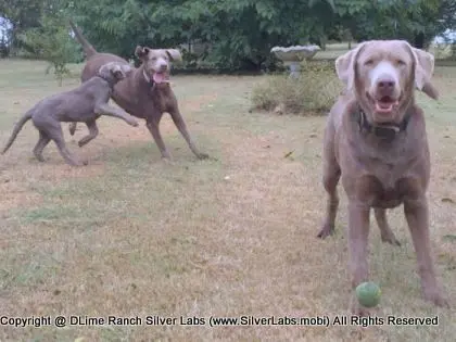 LADY LIBERTY - AKC Silver Lab Female @ Dlime Ranch Silver Lab Puppies  14 