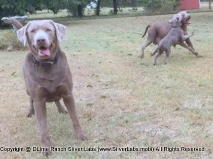 LADY LIBERTY - AKC Silver Lab Female @ Dlime Ranch Silver Lab Puppies  15 