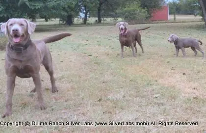 LADY LIBERTY - AKC Silver Lab Female @ Dlime Ranch Silver Lab Puppies  16 
