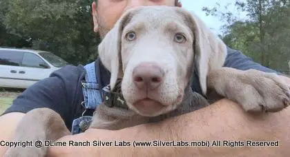 LADY LIBERTY - AKC Silver Lab Female @ Dlime Ranch Silver Lab Puppies  17 