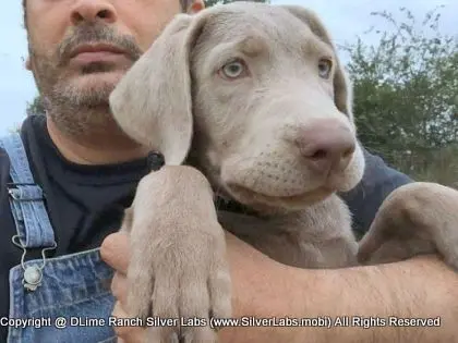 LADY LIBERTY - AKC Silver Lab Female @ Dlime Ranch Silver Lab Puppies  18 