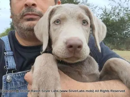 LADY LIBERTY - AKC Silver Lab Female @ Dlime Ranch Silver Lab Puppies  19 